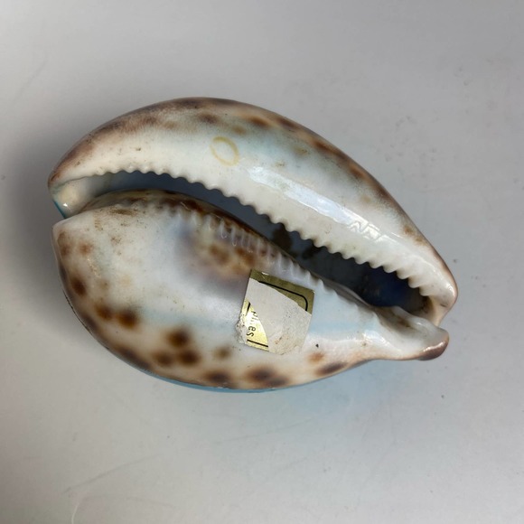 Destin, Florida Cypraea Shell Souvenir Tourism Collector Sea 3.25" - Picture 2 of 3